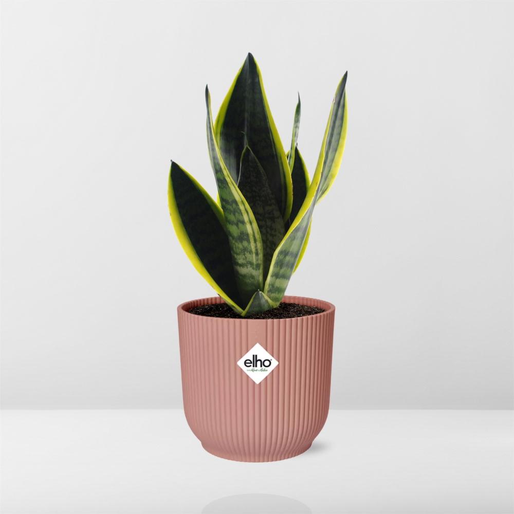 Sansevieria Futura Superba im ELHO Vibes Fold, 14 cm, rosa