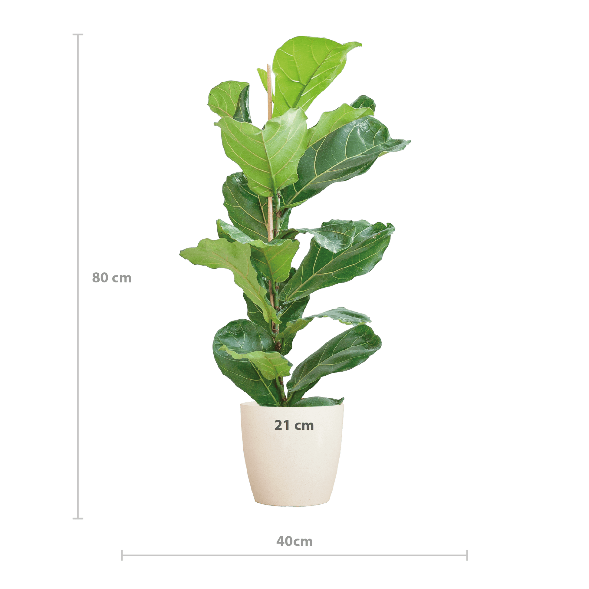Ficus Lyrata mit Viber-Topf weiß – 80 cm – Ø21 - Botanic-Vibes