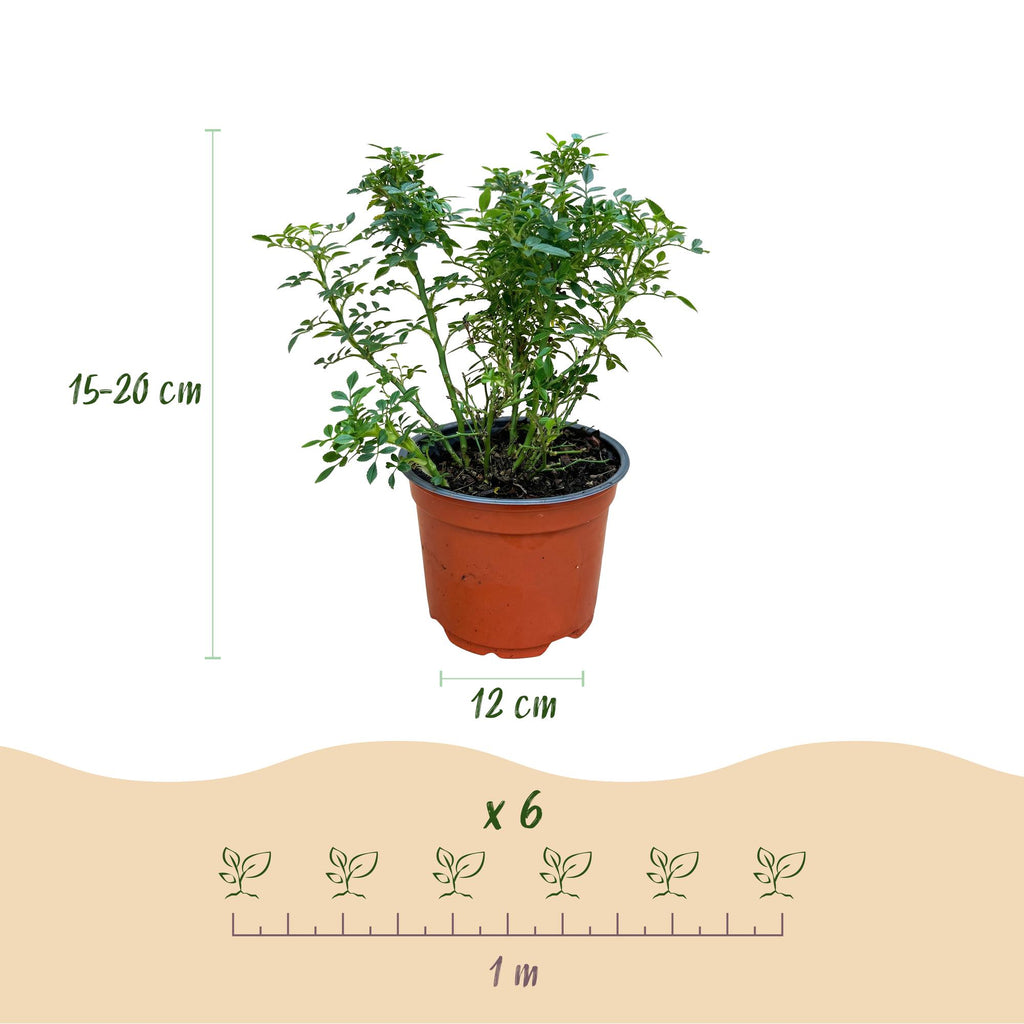 Gartenrose, Rosa Cutie Pie, Rose, Winterhart, Rosa, 1 Pflanze, Topf 12 cm, 20-25 cm