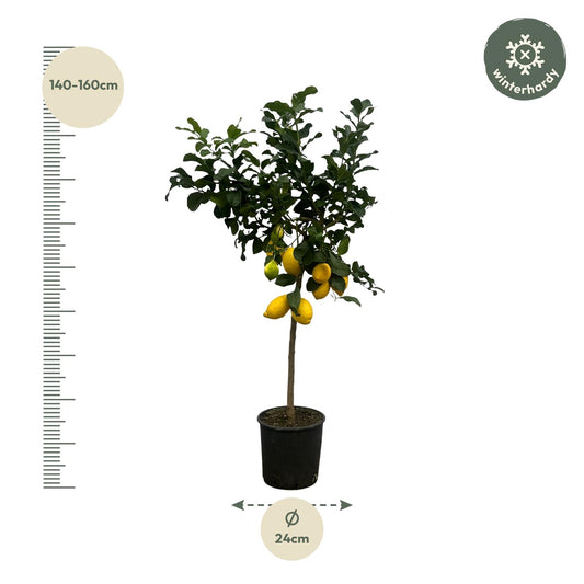 Citrus Lemon (Zitronenbaum) – 150 cm – Ø24