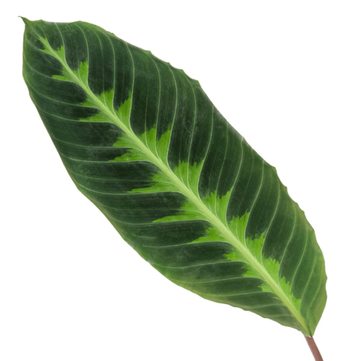 Calathea Warscewiczii – 100 cm – ø21 - Botanic-Vibes