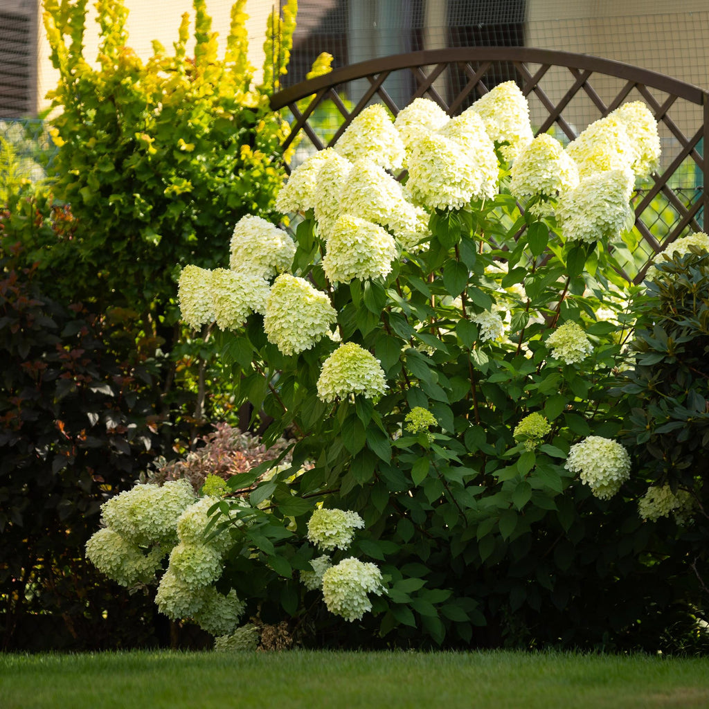 Rispenhortensie, Hydrangea panniculata Limelight, Blüte Creme Weiß, 3 Pflanzen, 1 m2, Laubabwerfend, Große Blüten, Topf 17 cm 50 cm