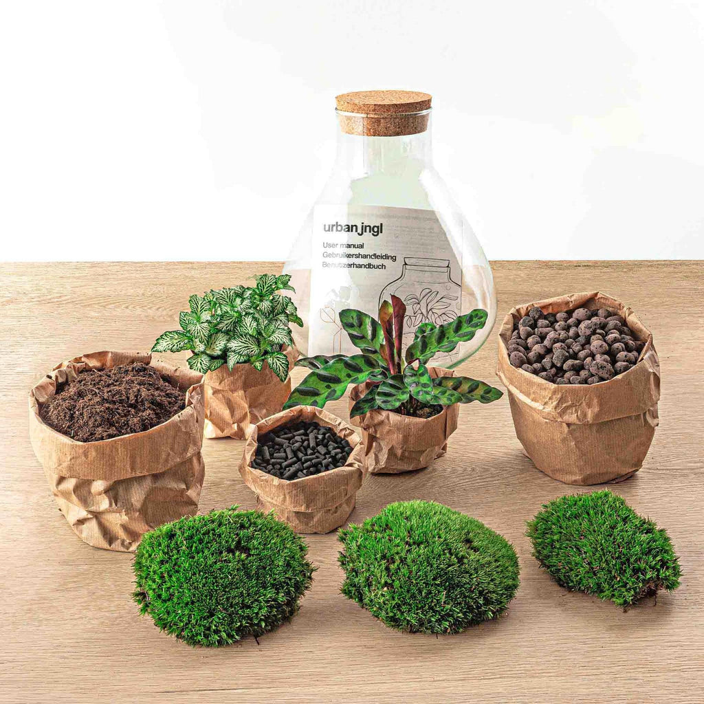 DIY-Terrarium „Sammie“ – 27 cm - Botanic-Vibes