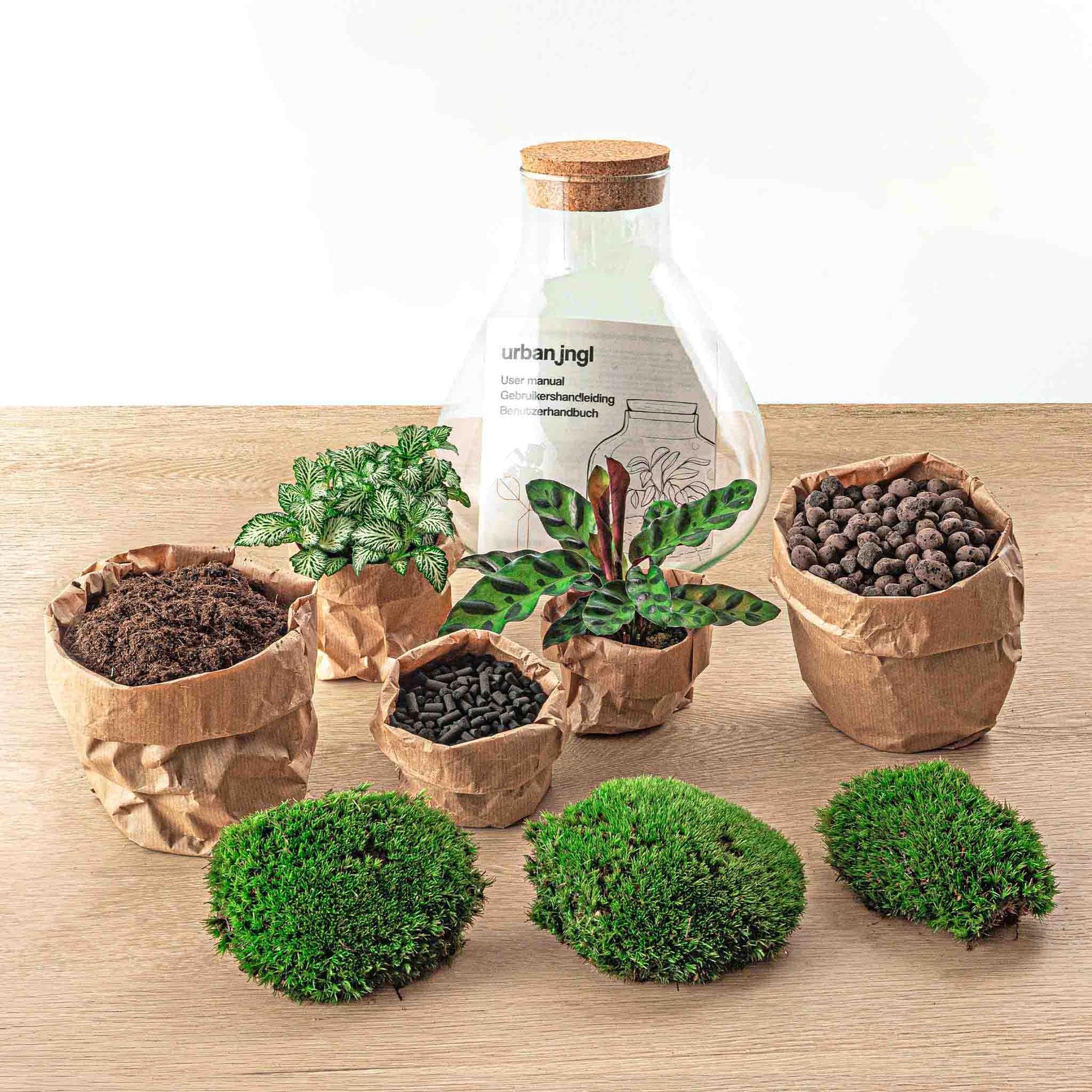 DIY-Terrarium „Sammie“ – 27 cm - Botanic-Vibes
