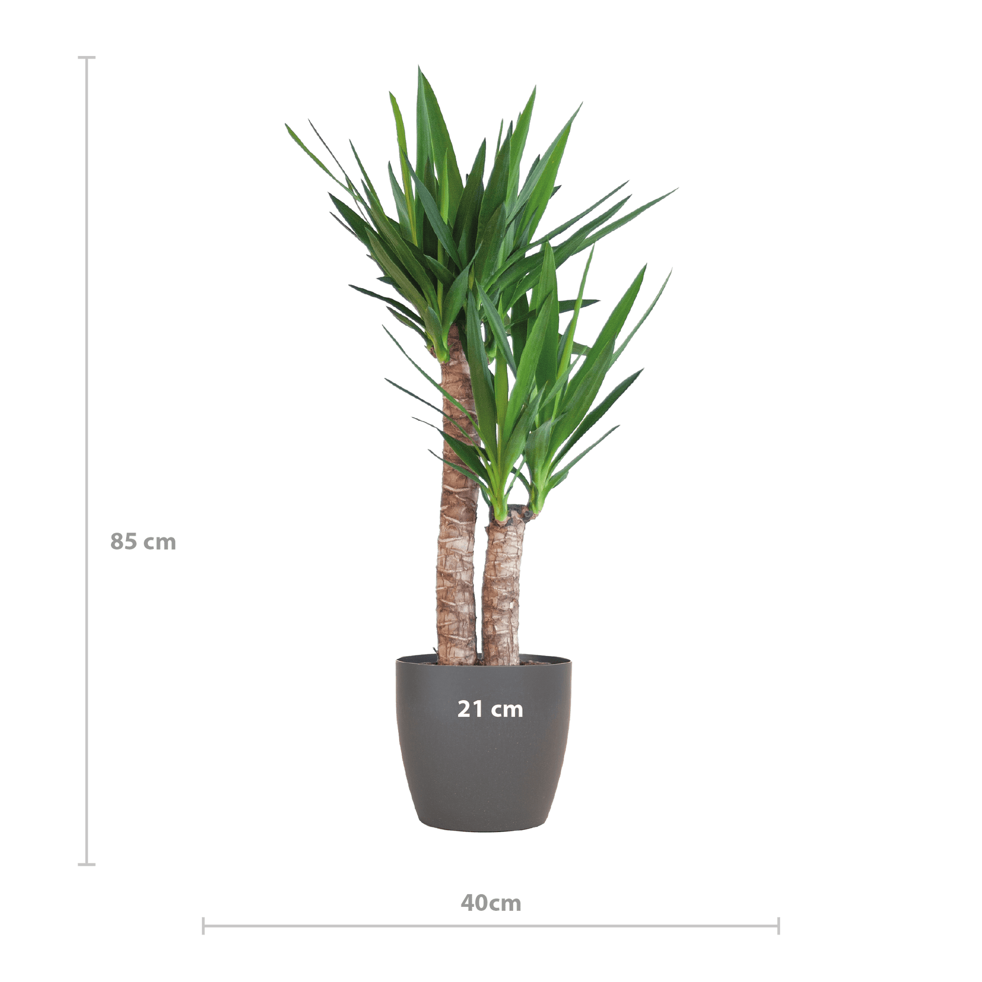 Yucca Elephantipes mit Viber Schwarz - 90cm - Ø21 - Botanic-Vibes