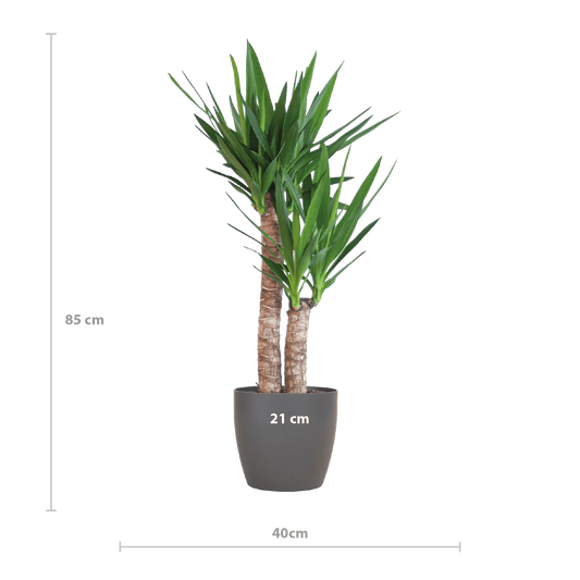Yucca Elephantipes mit Viber Schwarz - 90cm - Ø21 - Botanic-Vibes