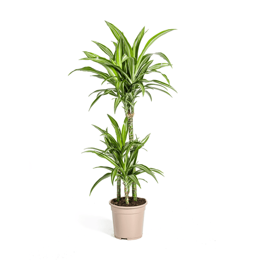 Dracaena Deremensis White Stripe Ø21cm - ↕90 - 110cm - Botanic-Vibes