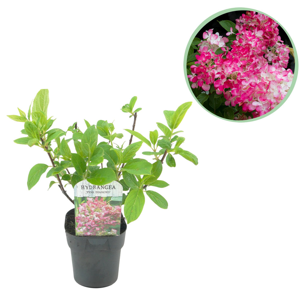 Rispen Hortensie, Hydrangea panniculata Rosa Diamond, Blüte Weiß Rosa, 1 Pflanze, Laubabwerfend, Große Blüten, Topf 17 cm 50 cm