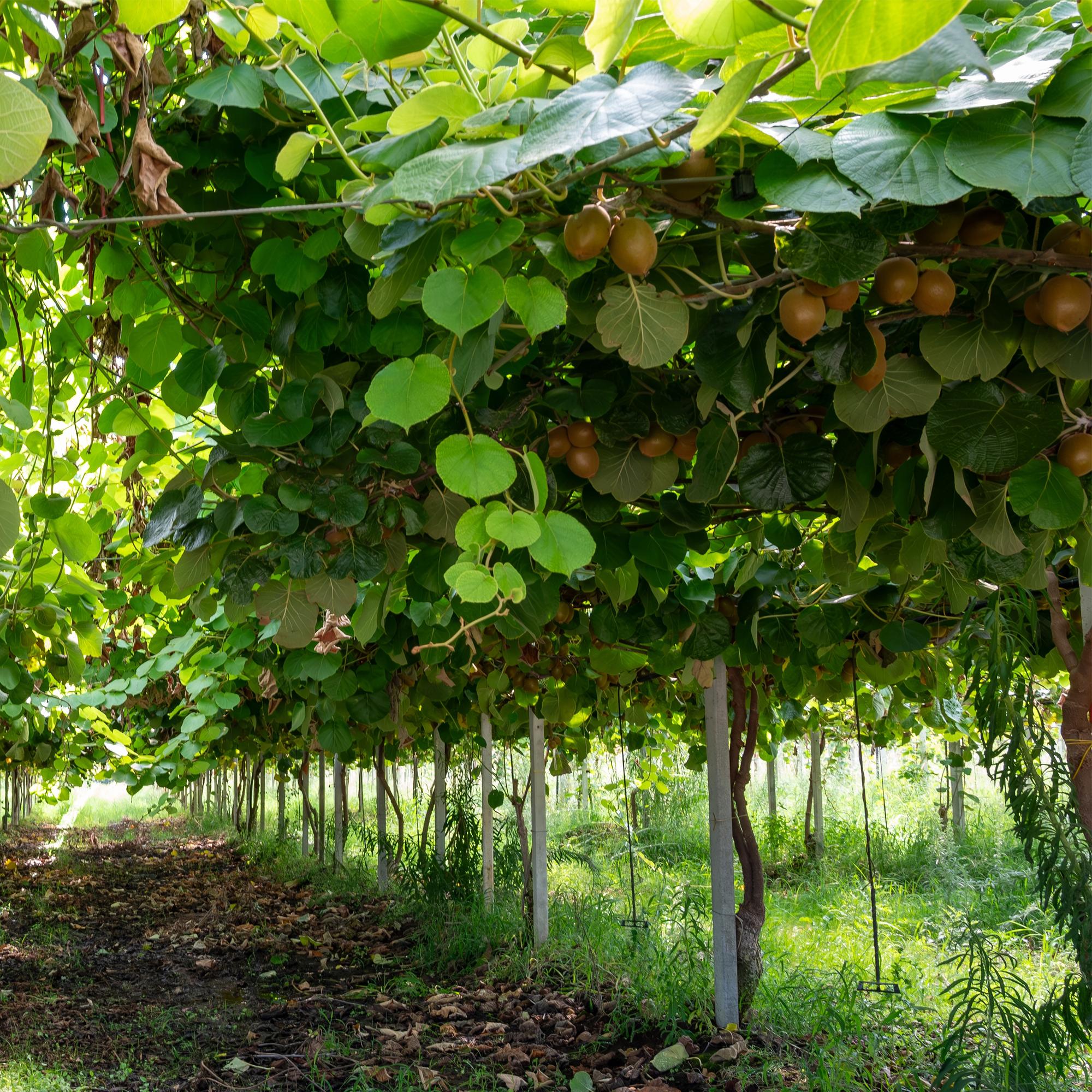 Obstpflanze, Actinidia deliciosa Jenny, Kiwi-Pflanze, Selbstbestäubend, Grüne Frucht, 2 Pflanzen, Topf 15 cm, 50 cm