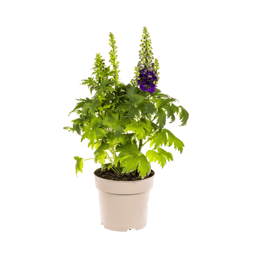 Delphinium Elatum Purple Ø19cm - ↕45 - 60cm - Botanic-Vibes