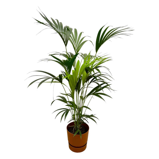 Kentia palm inklusive elho Greenville Round Braun – 160 cm – Ø24 - Botanic-Vibes