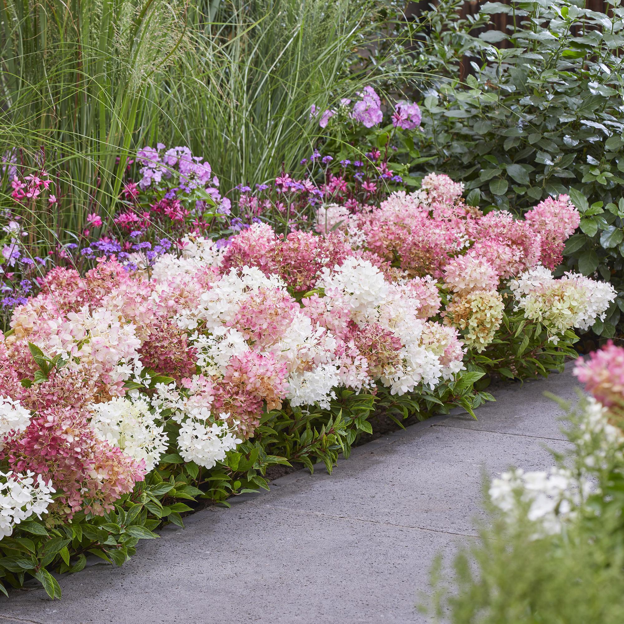 Hydrangea panniculata Groundbreaker Blush, Bauernhortensie, Winterhart, Rosa, 1 Pflanze, Topf 14 cm, 20-25 cm