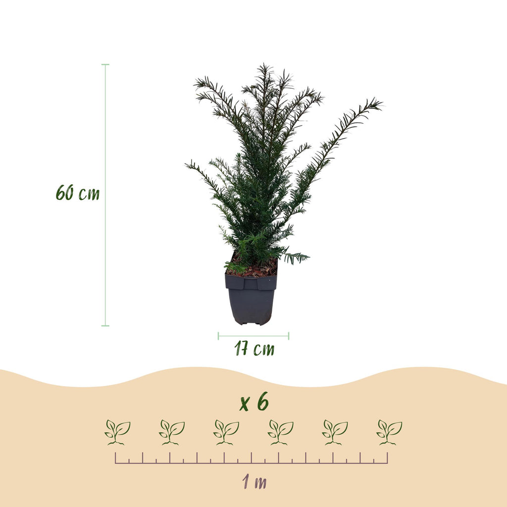 Heckenpflanzen, Taxus baccata, Blatt grün, 6 Pflanzen, 1 laufender Meter, immergrün, Topf 17 cm 60 cm