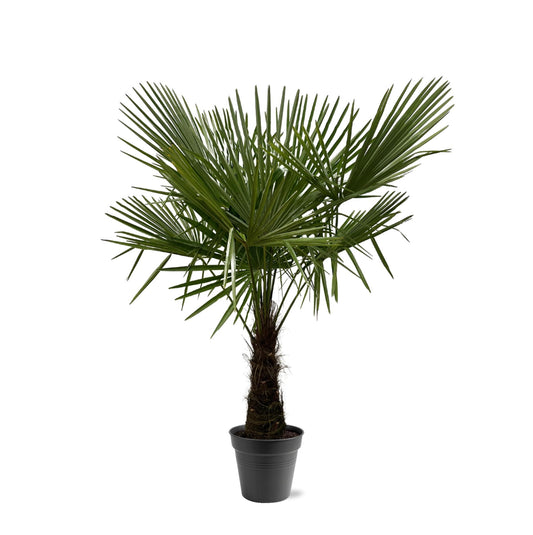 Trachycarpus fortuneii – 160–180cm – Ø30