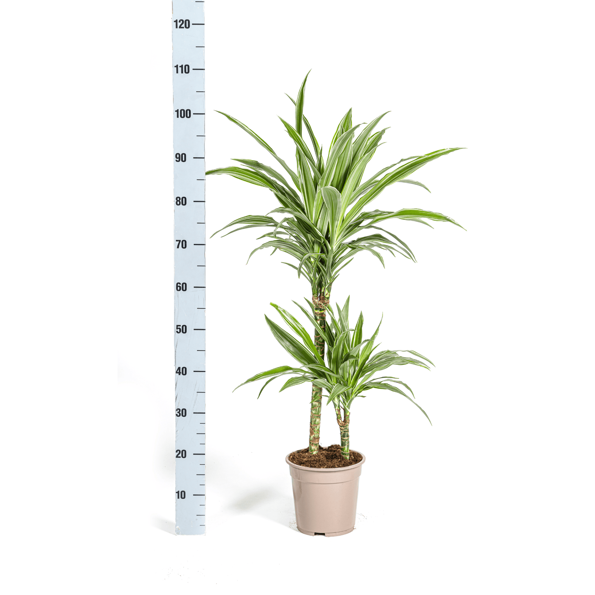 Dracaena Deremensis White Stripe Ø19cm - ↕70 - 90cm - Botanic-Vibes