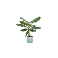 Combi deal - Bananenpflanze (Musa) inklusive Ocean Round Atlantikblau Ø22 – 100 cm - Botanic-Vibes