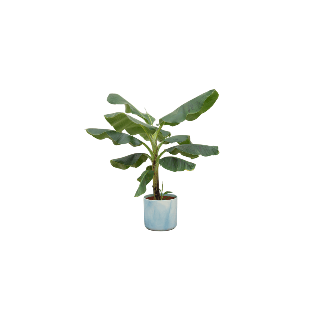 Combi deal - Bananenpflanze (Musa) inklusive Ocean Round Atlantikblau Ø22 – 100 cm - Botanic-Vibes