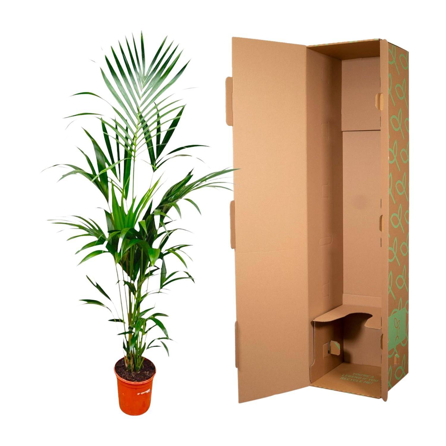 Kentia palm – 180 cm – Ø24 - Botanic-Vibes
