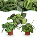 Green boutiQ, Zimmerpflanze, Marantha Silverband, Marantha Lemon Lime Marantha Kerchoveana, Gebetspflanze, Haustierfreundliche Pflanze, Grün, Topf 12cm, Höhe 25cm