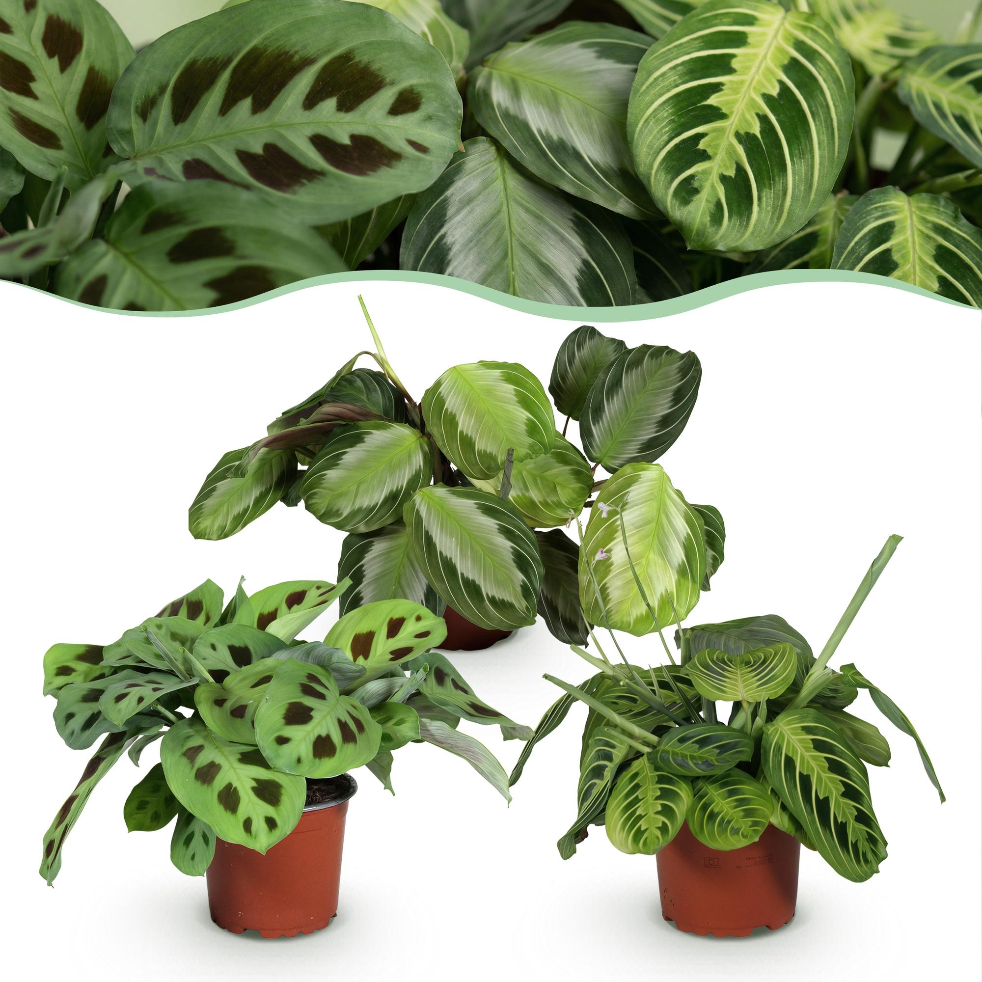 Green boutiQ, Zimmerpflanze, Marantha Silverband, Marantha Lemon Lime Marantha Kerchoveana, Gebetspflanze, Haustierfreundliche Pflanze, Grün, Topf 12cm, Höhe 25cm