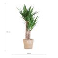 Yucca Elephantipes mit Sofia-Korb natur - 90cm - Ø21 - Botanic-Vibes