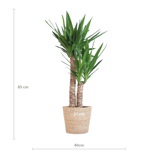 Yucca Elephantipes mit Sofia-Korb natur - 90cm - Ø21 - Botanic-Vibes