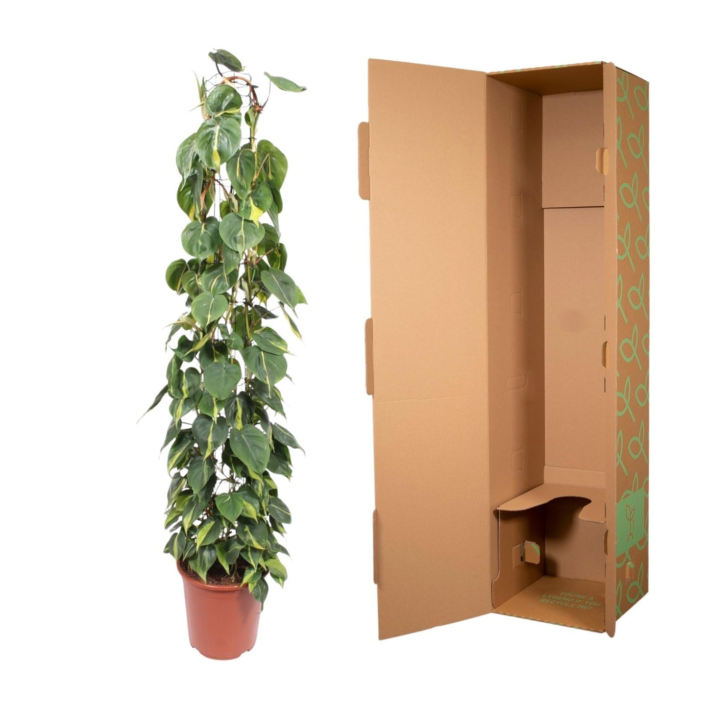 Philodendron scandens ‚Brasil‘ – mit Gitter – 160 cm – Ø27