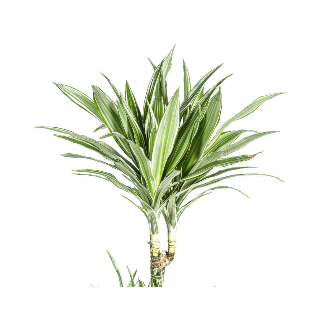 Dracaena Deremensis White Stripe Ø27cm - ↕170 - 190cm - Botanic-Vibes