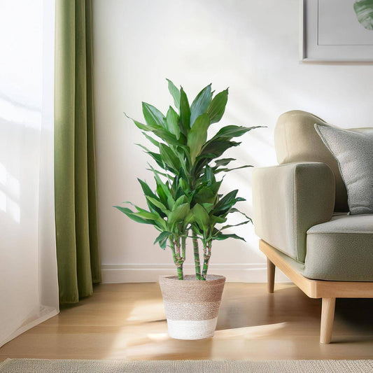 Dracaena  Janet Lindt mit Pflanzkorb Lissabon weiß  - 95cm - Ø21 - Botanic-Vibes