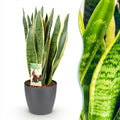 Green boutiQ, Zimmerpflanzen, Sansevieria Laurentii, Schwiegermutterzunge, Pflegeleicht, Grün, Gelb, Topf 21cm, Höhe 70, 80cm