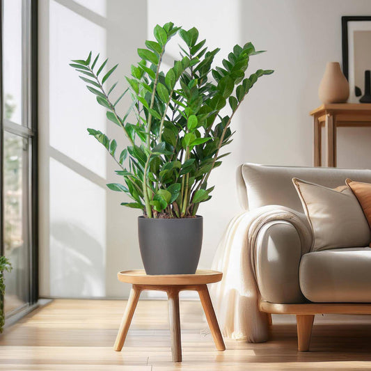 Zamioculcas Zamiifolia mit Viber Grau - 80cm - Ø21 - Botanic-Vibes