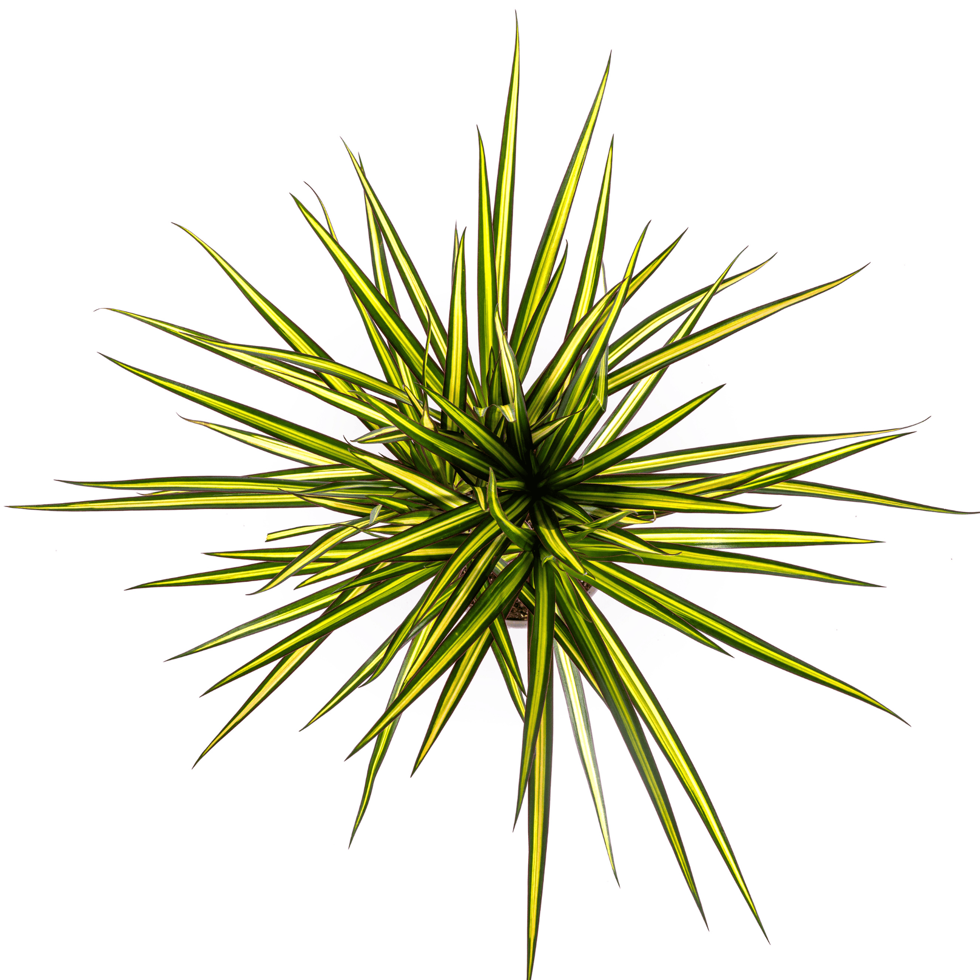 Dracaena Marginata Sunray Ø17cm - ↕60 - 80cm - Botanic-Vibes