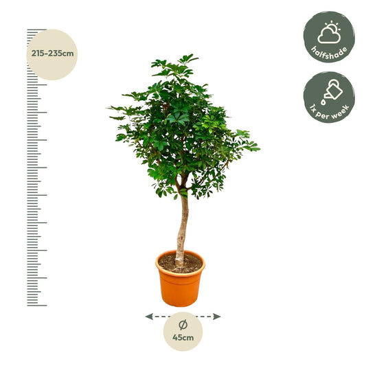 Schefflera auf Stamm – 210cm – Ø45