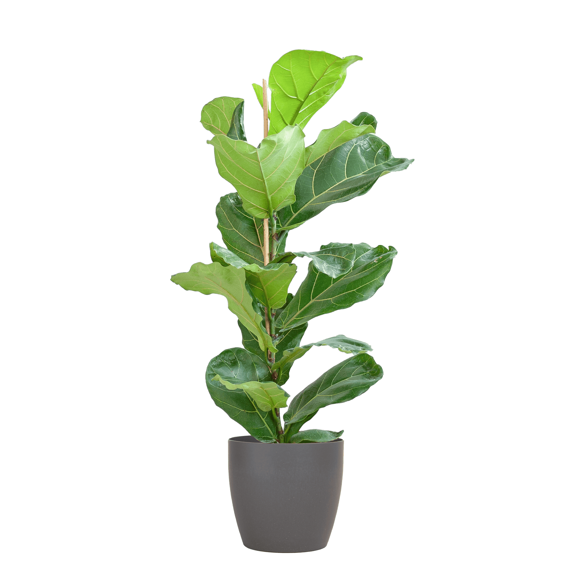 Ficus Lyrata mit Viber-Topf Grau – 80 cm – Ø21 - Botanic-Vibes