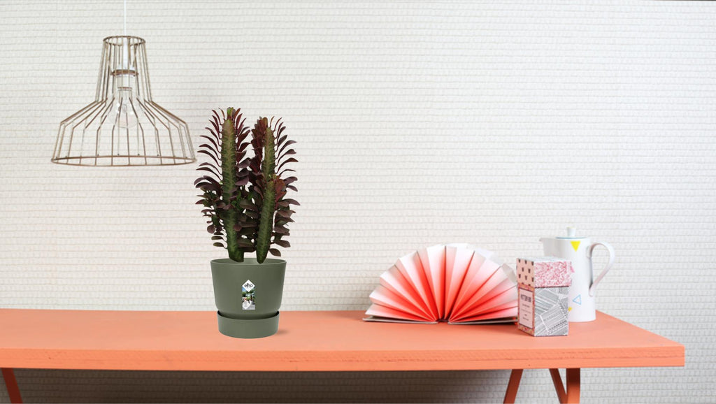 Euphorbia Trigona Rubra, Ø12 cm, 40 cm