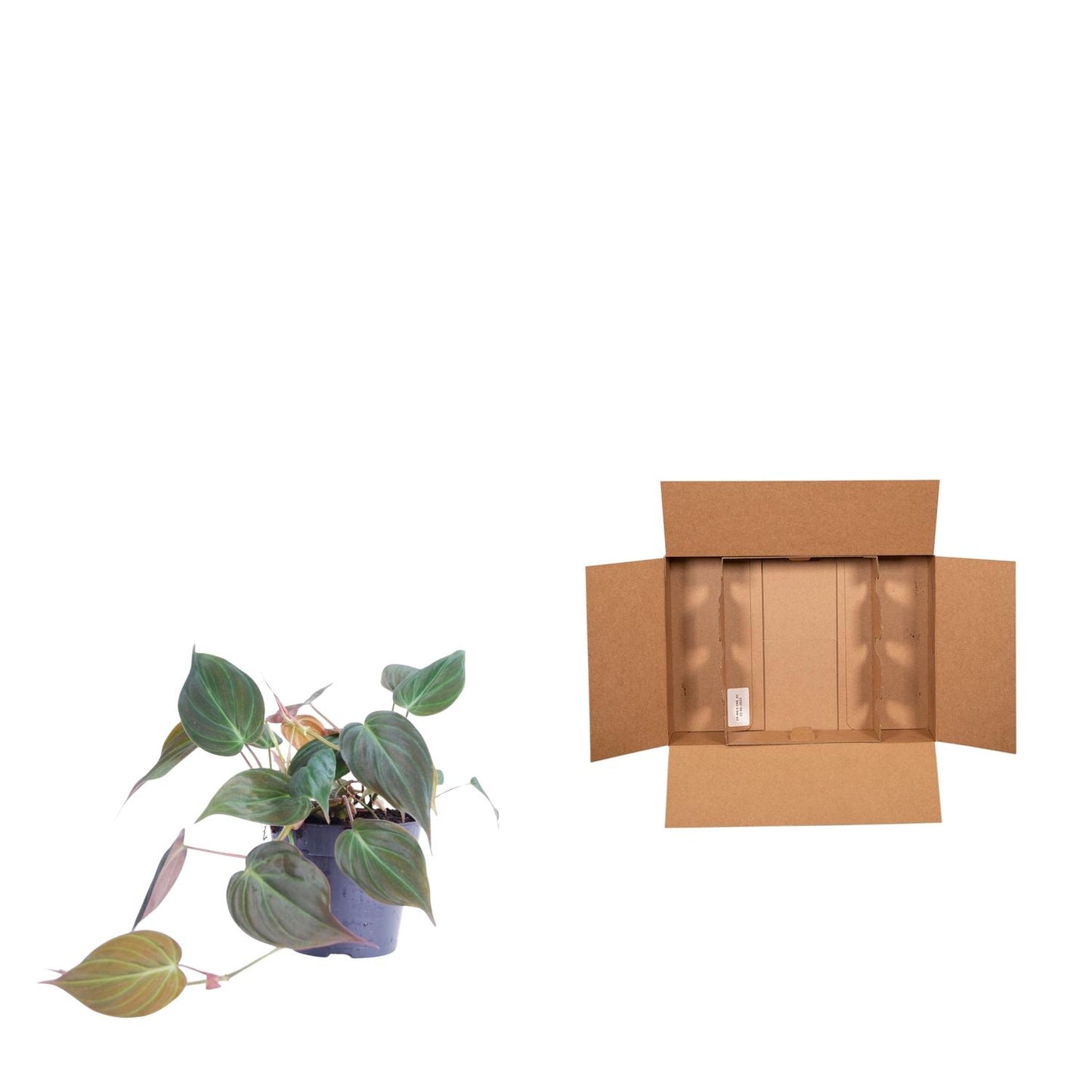 Philodendron scandens ‚Micans‘ – 25 cm – Ø12