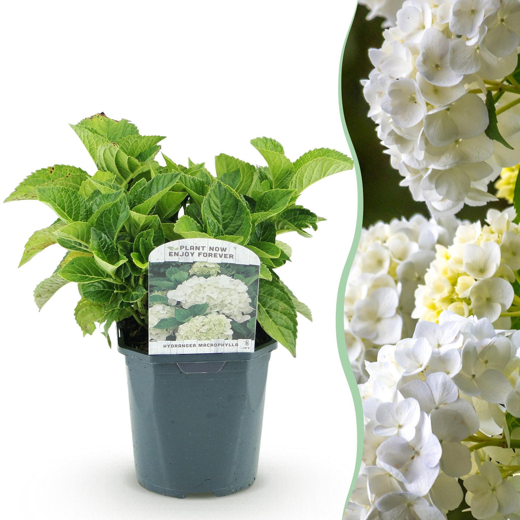 Hortensie, Hydrangea macrophylla Blau, Blüte Weiß, 1 Pflanze, Laubabwerfend, Wenig Pflege, Topf 17 cm 30 cm