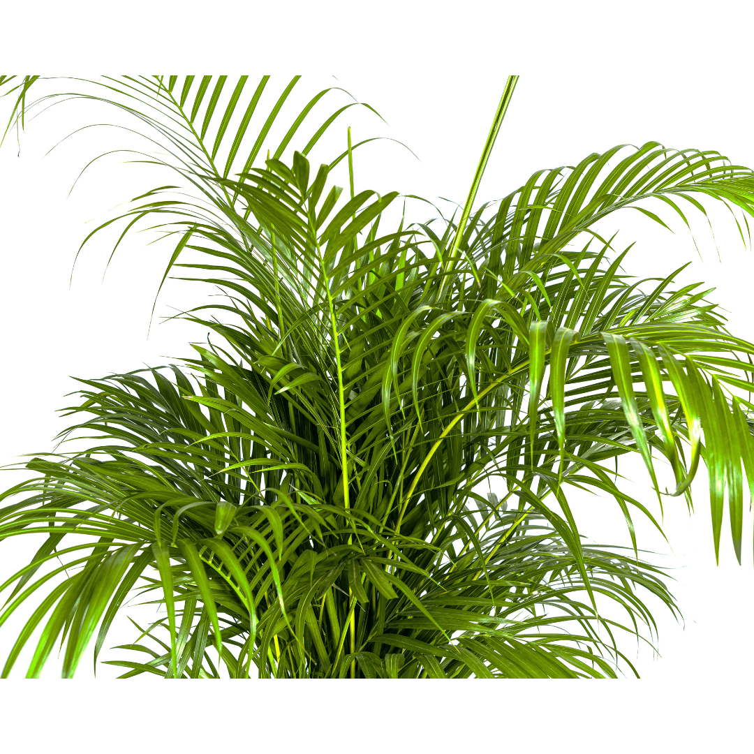 Dypsis Areca lutescens Ø27cm - ↕150 - 170cm - Botanic-Vibes