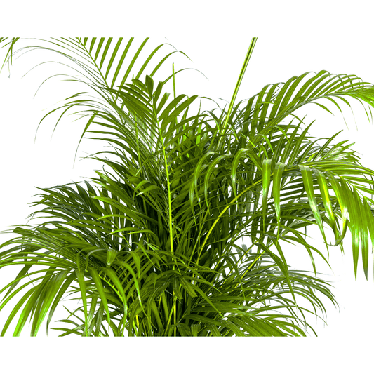Dypsis Areca lutescens Ø27cm - ↕150 - 170cm - Botanic-Vibes