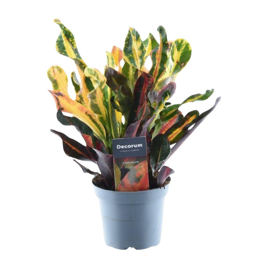 Codiaeum variegatum 'Mammi' – 30 cm – Ø12