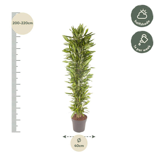 Dracaena cintho verzweigt – 210 cm – ø40 - Botanic-Vibes