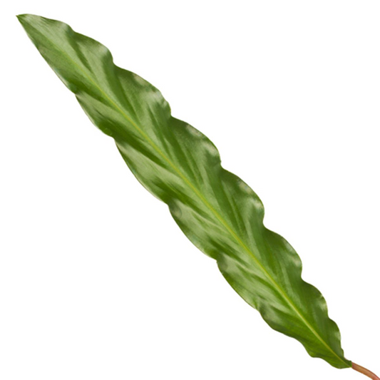 Calathea Elgergrass – 35 cm – ø12