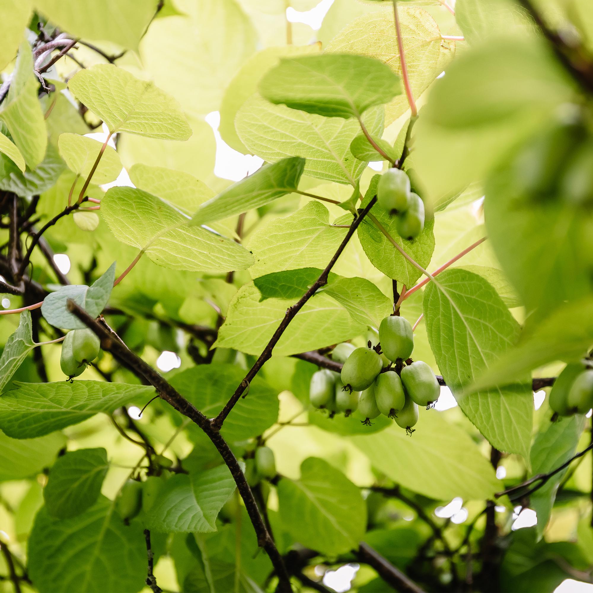 Obstpflanze, Kiwi, Actinidia arguta Issai, Grüne Frucht, 2 Pflanzen, Topf 11 cm 40 cm