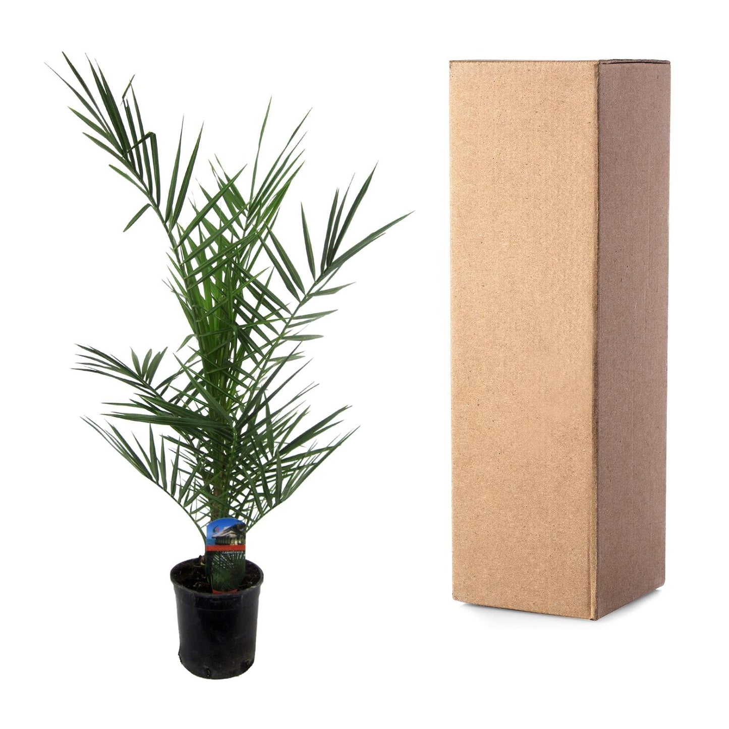 Phoenix canariensis – 80 cm – Ø14