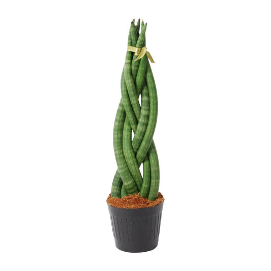 Sansevieria cylindrica 'Twist' – 40 cm – Ø10,5