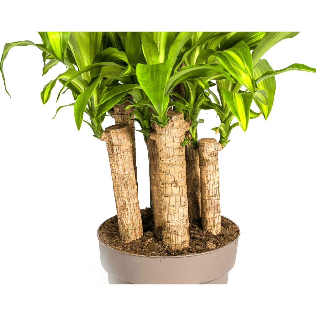 Dracaena Fragrans Massangeana Karussell Ø30cm - ↕130 - 150cm - Botanic-Vibes