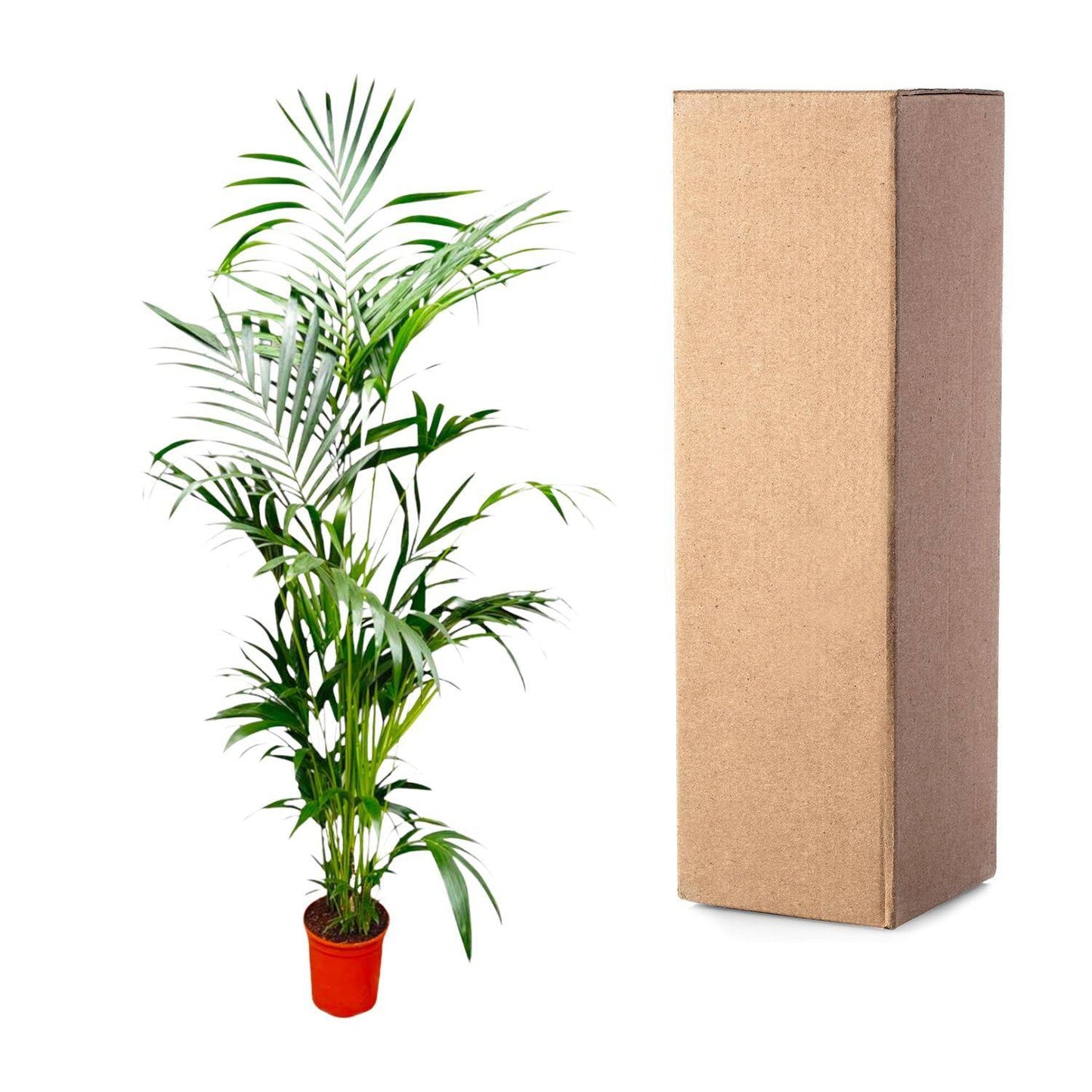 Kentia palm – 200 cm – Ø24–30 - Botanic-Vibes