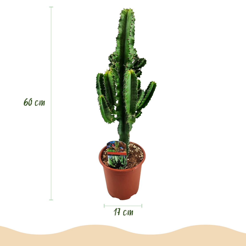 Euphorbia eritrea, Afrikanischer Milchbaum, Wenig Pflege, Grün, 2, Topf 17 cm, 60 cm