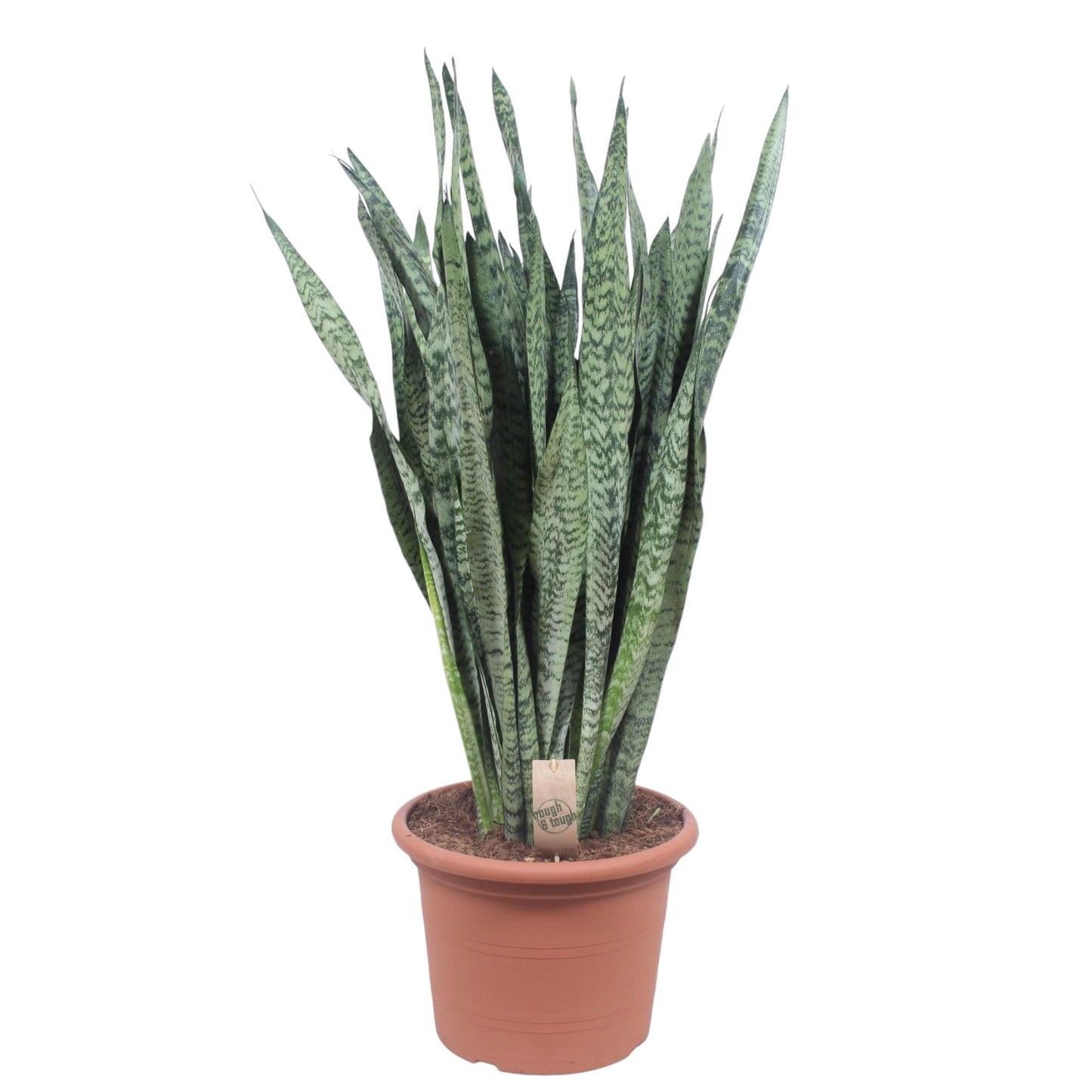 Sansevieria zeylenica – 110 cm – Ø35