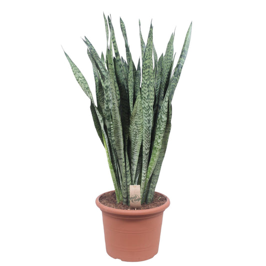 Sansevieria zeylenica – 110 cm – Ø35